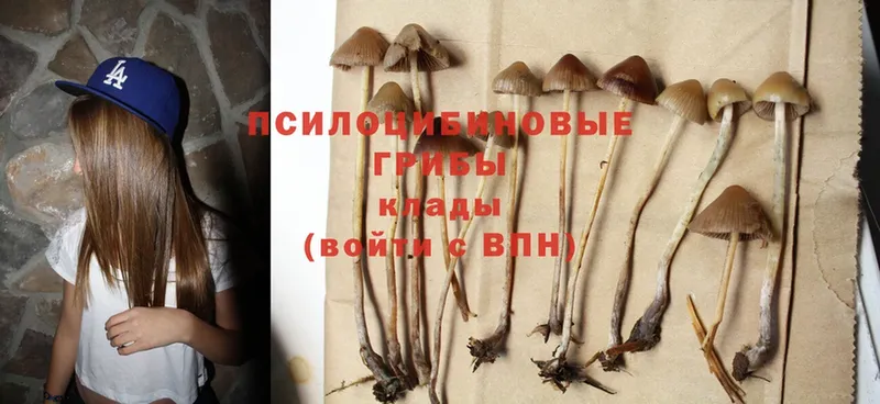 Псилоцибиновые грибы Psilocybe  Грайворон 